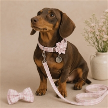 Collar & Lead Set